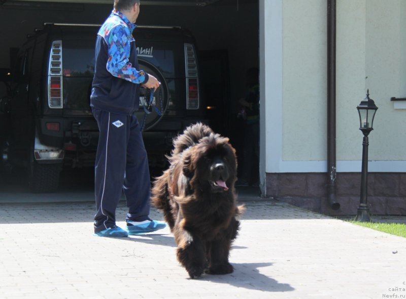 Фото: ньюфаундленд С'Нежная Вьюга Амороне Сартори (S'Nezhnaya Vjuga Amorone Sartori)