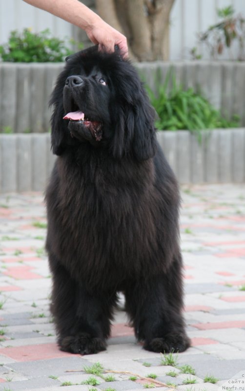 Фото: ньюфаундленд Сент Джонс Хендсел фо Ми (Sent Djons Handsel for Me)