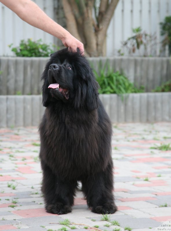 Фото: ньюфаундленд Сент Джонс Хендсел фо Ми (Sent Djons Handsel for Me)