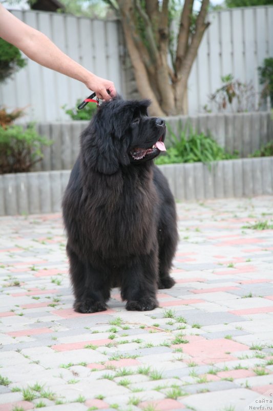 Фото: ньюфаундленд Сент Джонс Хендсел фо Ми (Sent Djons Handsel for Me)