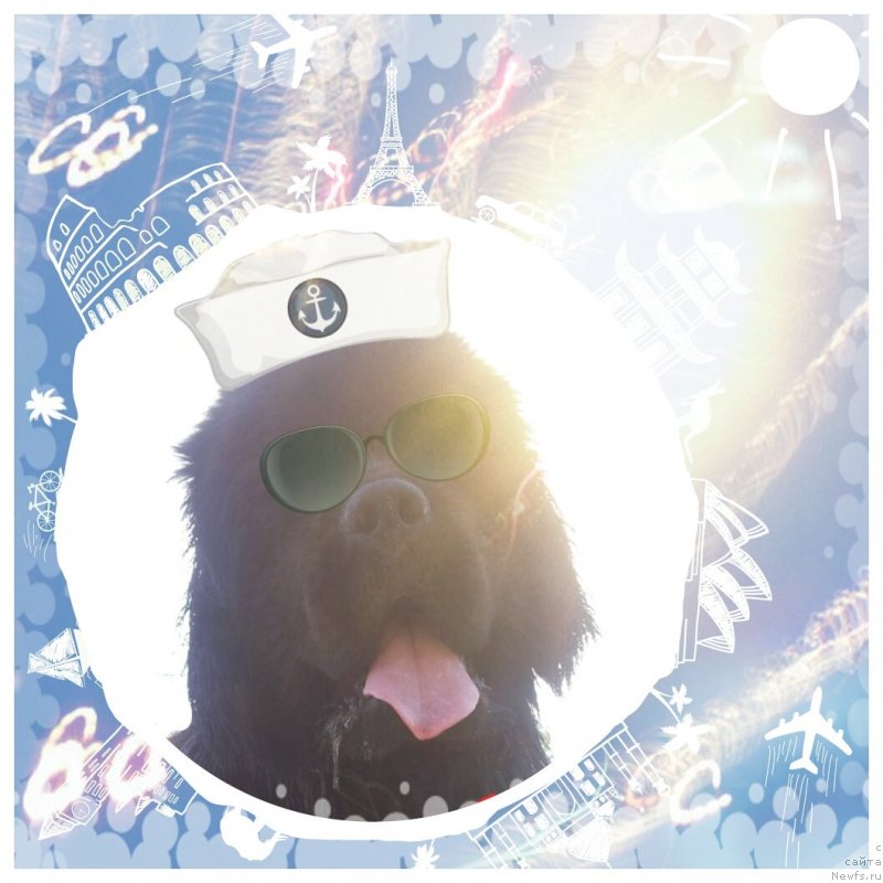 Фото: ньюфаундленд Питерньюф Монт Бланк (Piternyuf Mont Blanc)