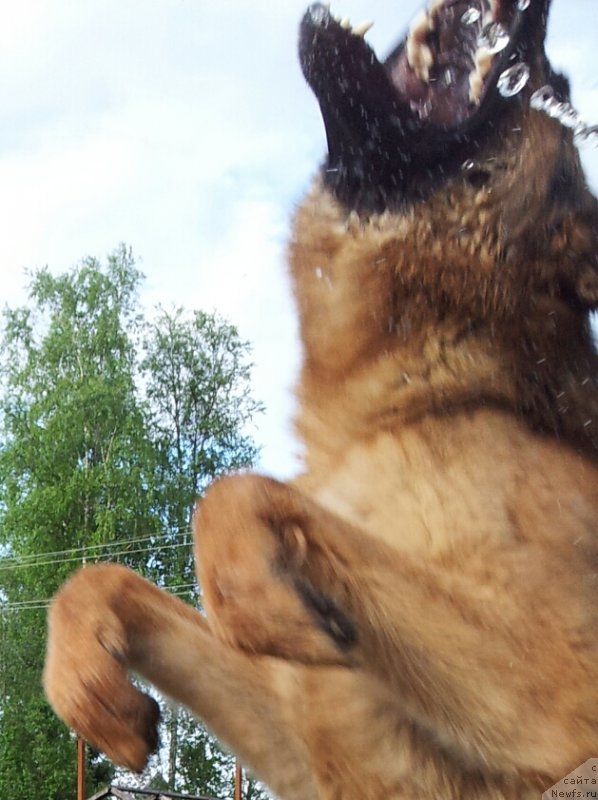 Фото: ньюфаундленд Питерньюф Монт Бланк (Piternyuf Mont Blanc)