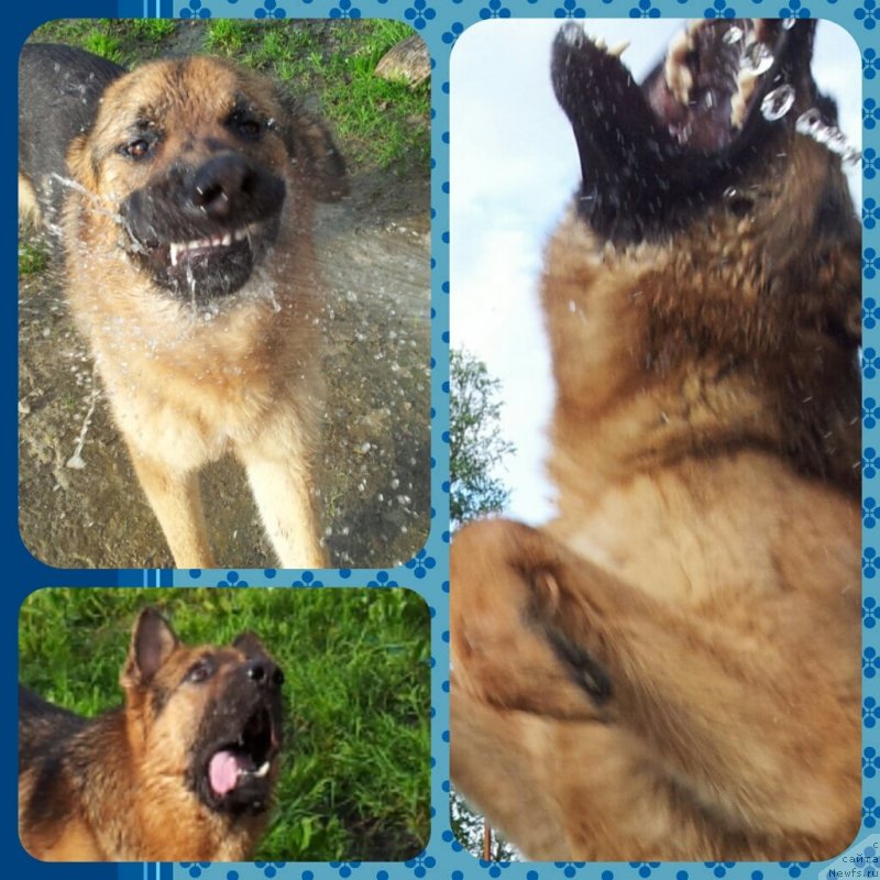 Фото: ньюфаундленд Питерньюф Монт Бланк (Piternyuf Mont Blanc), Кент