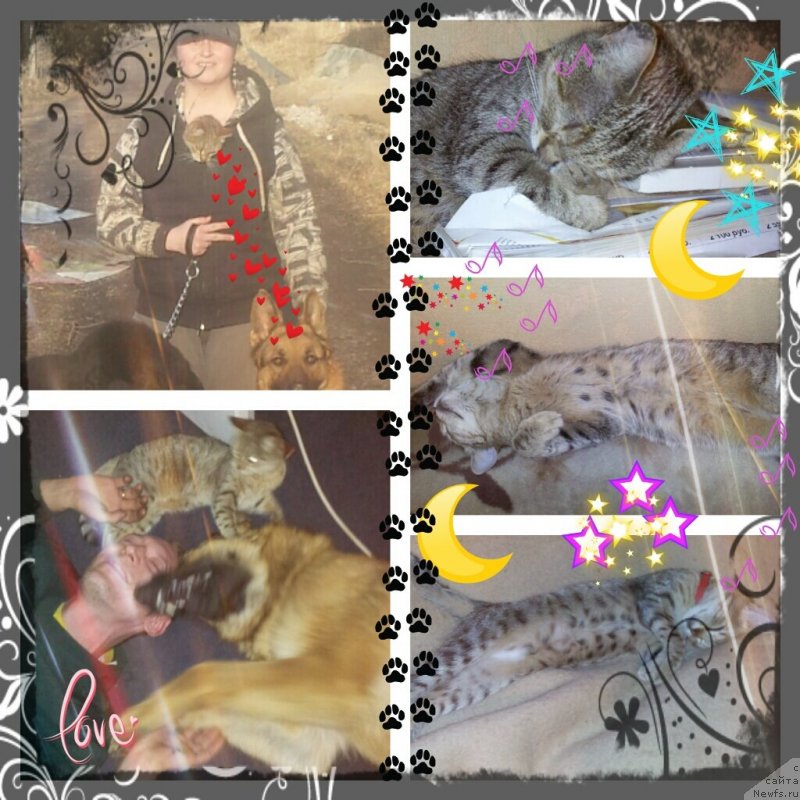 Фото: ньюфаундленд Питерньюф Монт Бланк (Piternyuf Mont Blanc), Кент, Илюха, муж, я