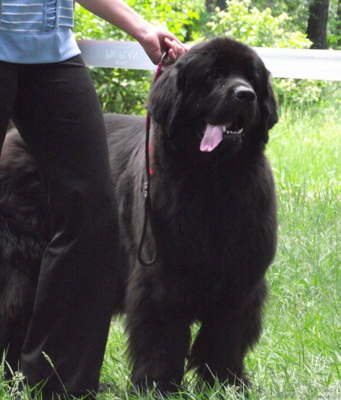 Фото: ньюфаундленд Velyke Malyatko Zmina Stylyu