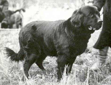 Фото: ньюфаундленд Агата Бей