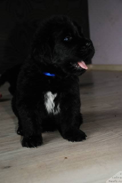 Фото: ньюфаундленд Питерньюф Монт Бланк (Piternyuf Mont Blanc)