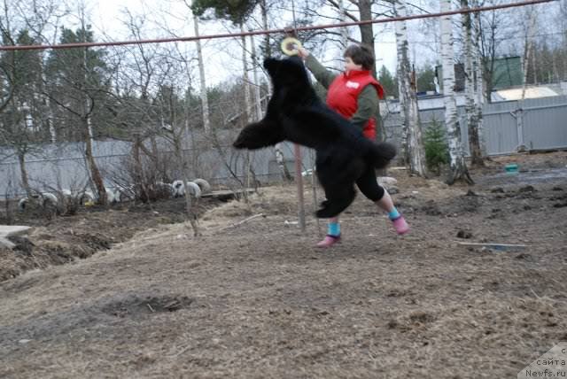 Фото: ньюфаундленд Питерньюф Монт Бланк (Piternyuf Mont Blanc), Ирина Веснина