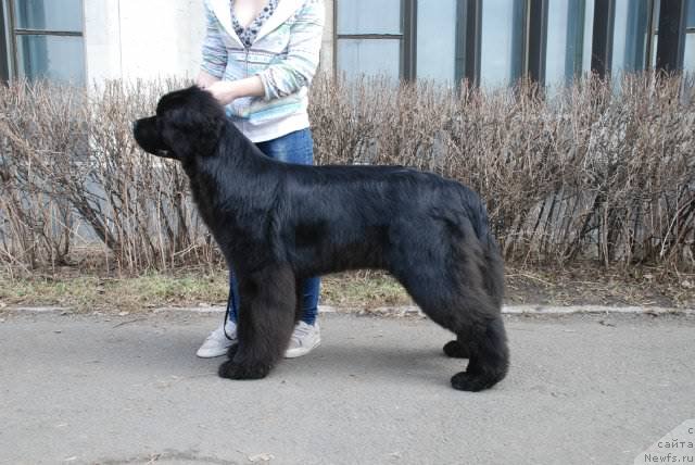 Фото: ньюфаундленд Питерньюф Монт Бланк (Piternyuf Mont Blanc)