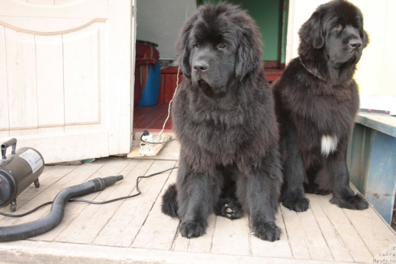 Фото: ньюфаундленд Явная Красота, ньюфаундленд Neretum Tribe Xagrid