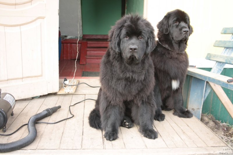 Фото: ньюфаундленд Явная Красота, ньюфаундленд Neretum Tribe Xagrid