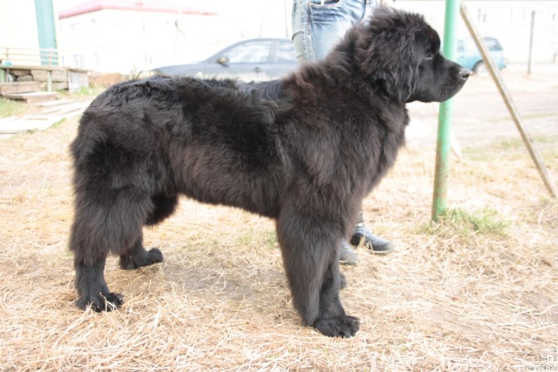 Фото: ньюфаундленд Явная Красота