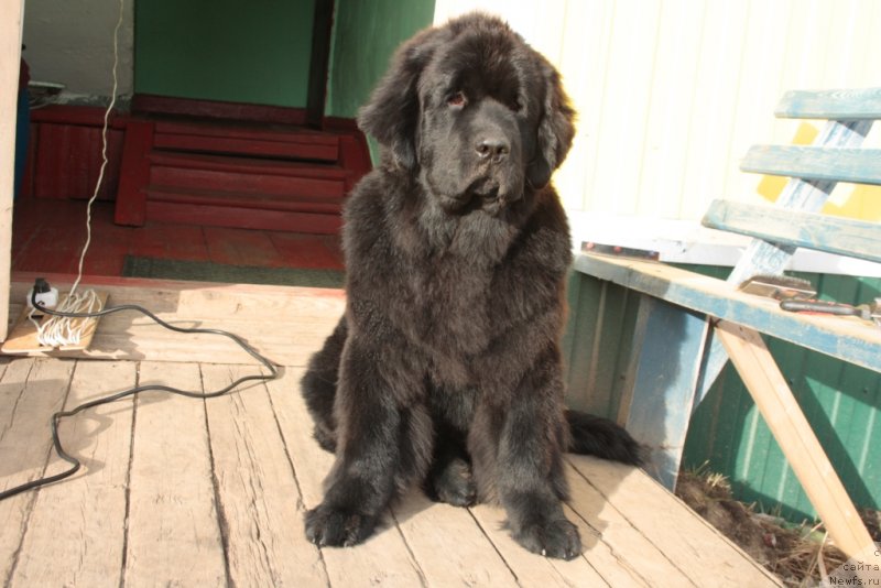 Фото: ньюфаундленд Янтарная Мечта