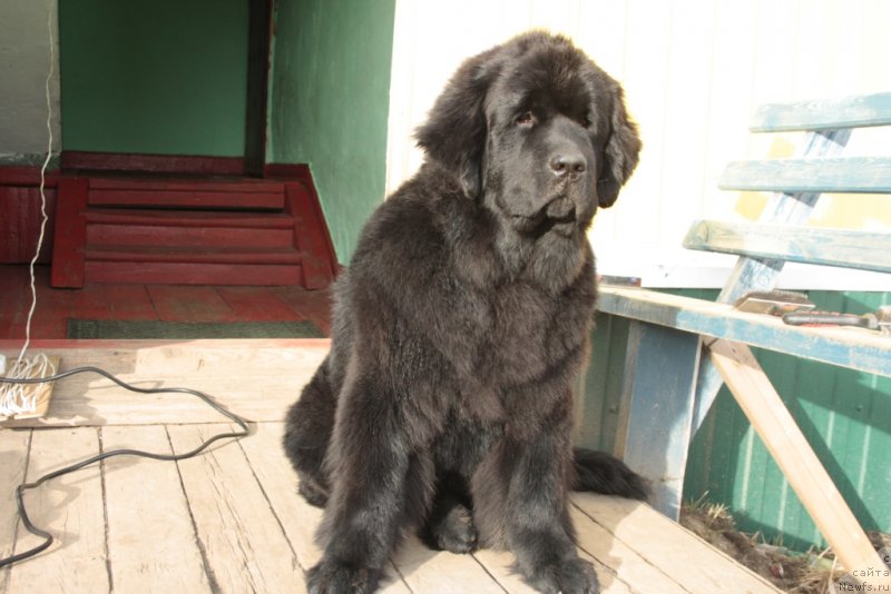 Фото: ньюфаундленд Янтарная Мечта