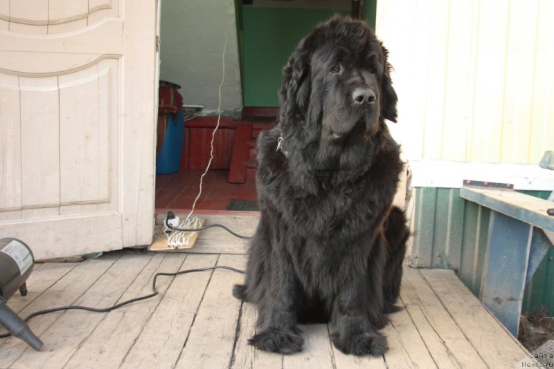 Фото: ньюфаундленд Fortuna of Giant's Island