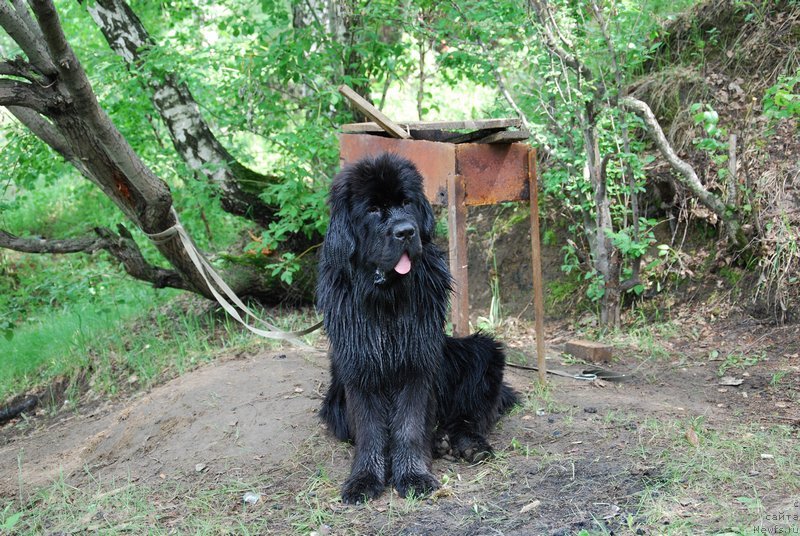 Фото: ньюфаундленд Аз Труэ Бегущая по Волнам Династия Совершенства (As True for Beguschaya po Volnam Dinastiya Soverchenstva)