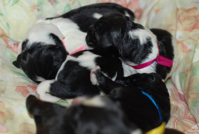 Фото: ньюфаундленд Eros Faundland, ньюфаундленд Маг Исполин Лавина (Mag Ispolin Lavina)