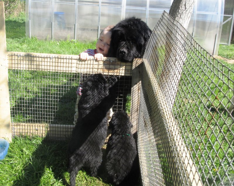 Фото: Детки, ньюфаундленд Их Высочество Владлена Маджикс, ньюфаундленд С'Нежная Вьюга Армандо Паруссо (S'Nezhnaya Vjuga Armando Parusso)