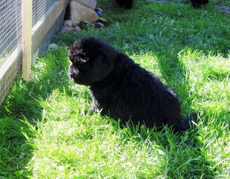 Фото: Детки, ньюфаундленд Виола Коста Лампони, ньюфаундленд Их Высочество Владлена Маджикс, ньюфаундленд С'Нежная Вьюга Армандо Паруссо (S'Nezhnaya Vjuga Armando Parusso)