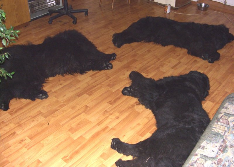 Фото: ньюфаундленд Акин Соул София, ньюфаундленд Лесная Сказка Лунная Соната, ньюфаундленд Барышня