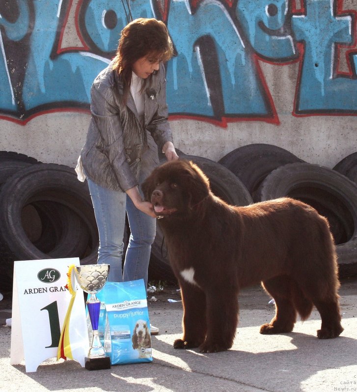 Фото: ньюфаундленд Акватория Келвин Хизер Хани (Aquatoriya Kelvin Heather Honey), Юлиана Никифорова
