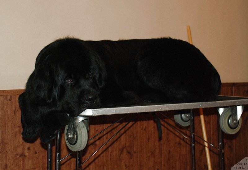 Фото: ньюфаундленд Белкондер-Клаб Угли-Бугли (Belkonder-Club Ugli-Boogli)