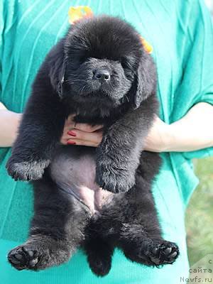 Фото: ньюфаундленд Питерньюф Идеас Фор Лифе (Piternyuf Ideas For Life)