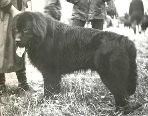 Фото: ньюфаундленд Ричард