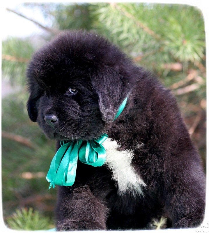 Фото: ньюфаундленд Питерньюф И Лике Аппле (Piternyuf I Like Apple)