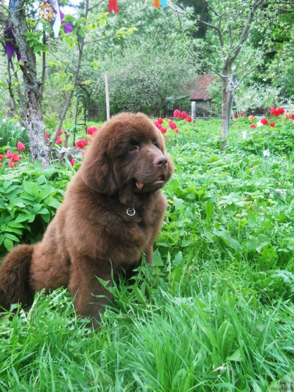 Фото: ньюфаундленд Символ Роскоши и Любви (Simvol Roskoshi I Lubvi)