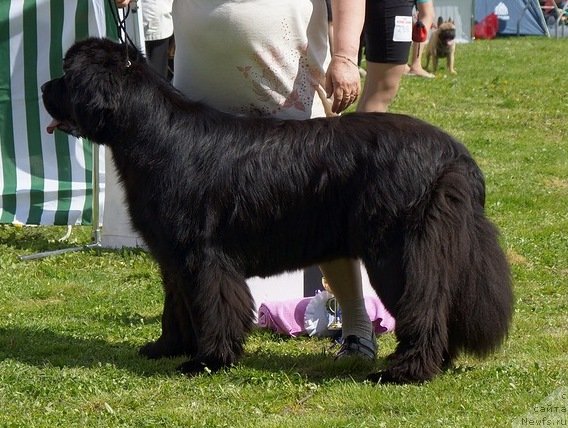 Фото: ньюфаундленд Плюшевая Панда Харизма (Plushevaya Panda Charisma)