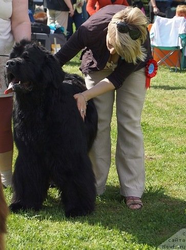 Фото: ньюфаундленд Плюшевая Панда Рус ла Флер Балу (Plushevaya Panda Rus La Fleur Balu)