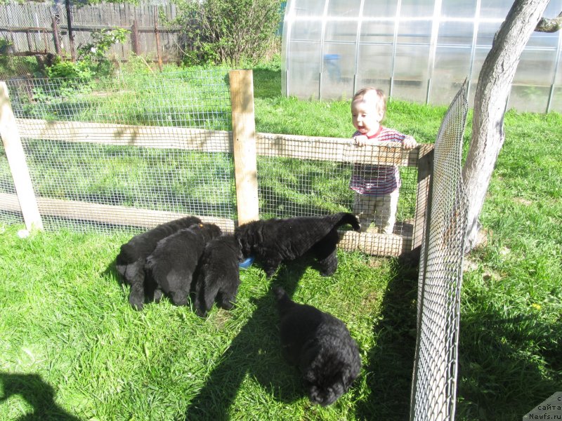 Фото: Детки, ньюфаундленд Их Высочество Владлена Маджикс, ньюфаундленд С'Нежная Вьюга Армандо Паруссо (S'Nezhnaya Vjuga Armando Parusso), и один мой Ромашка