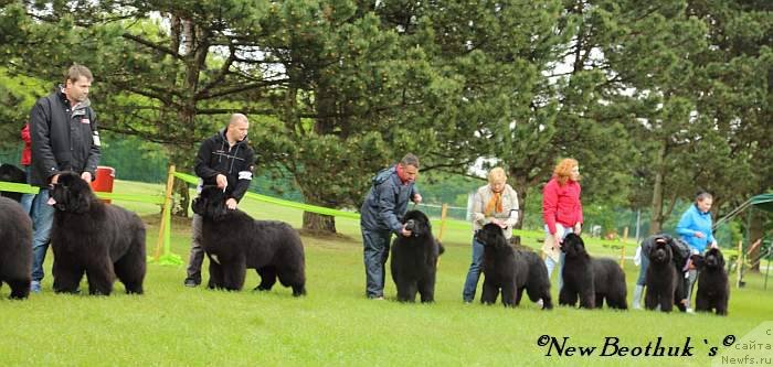 Фото: ньюфаундленд Жолли Вандерфулл из Медвежьего Яра (Zholli Wonderfull iz Medvejyego Yara), Елизавета Сафиуллина, ньюфаундленд Акватория Келвин Фром Сибириа эт Каюга (Aquatoriya Kelvin From Siberia at Cayuga), Татьяна Абутова, ньюфаундленд Bears Cove Latoya for Grandbear Wow, Вера Андронова