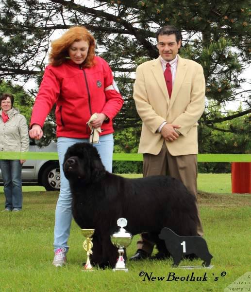 Фото: ньюфаундленд Жолли Вандерфулл из Медвежьего Яра (Zholli Wonderfull iz Medvejyego Yara), Елизавета Сафиуллина
