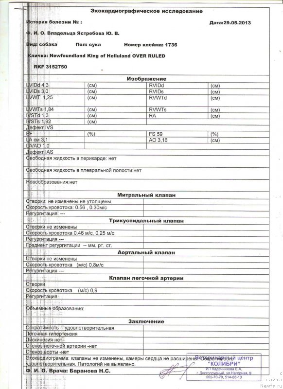 Фото: ньюфаундленд King of Helluland Over Ruled