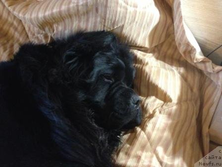 Фото: ньюфаундленд Рестайлинг Фром Шипмэн