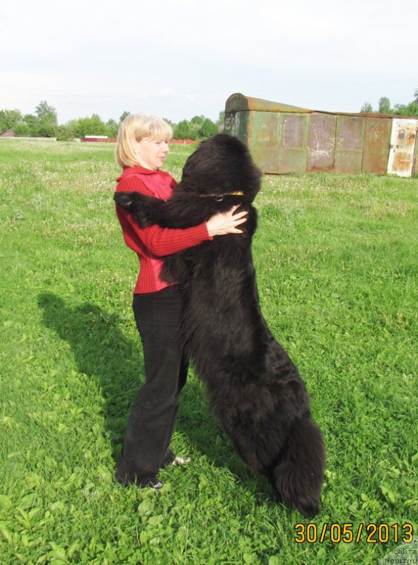 Фото: Елена Истомина, ньюфаундленд Бегущая по Волнам Царица Савская