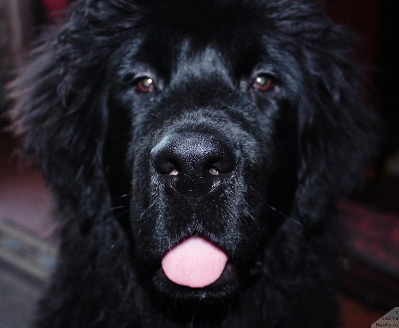 Фото: ньюфаундленд Kara Ayular Wind of Changes