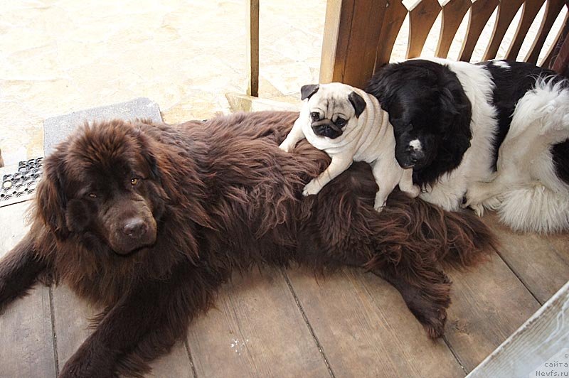 Фото: ньюфаундленд Супер Премиум Женева (Super Premium Zheneva), ньюфаундленд Акватория Келвин Спирит зе Некст, и ЛЬДИКА! (Потап Декабринка)