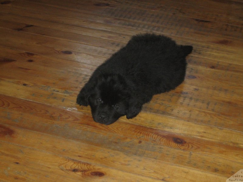 Фото: ньюфаундленд Леголас Сенежский Сын Ариадны