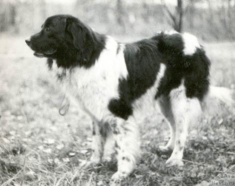 Фото: ньюфаундленд Юкон Лин