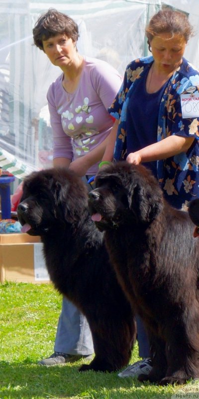 Фото: ньюфаундленд Смигар Гордон-Феллоу (Smigar Gordon Fellow), ньюфаундленд Смигар Галакси Шелл Вин (Smigar Galaxsy Shall Win)