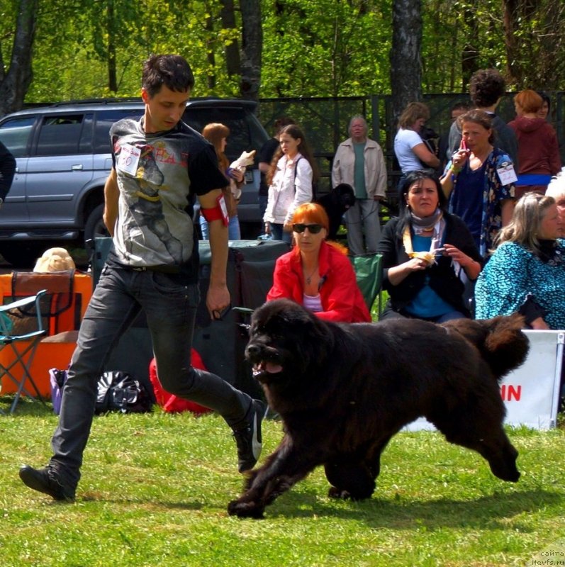 Фото: ньюфаундленд Смигар Галакси Шелл Вин (Smigar Galaxsy Shall Win)