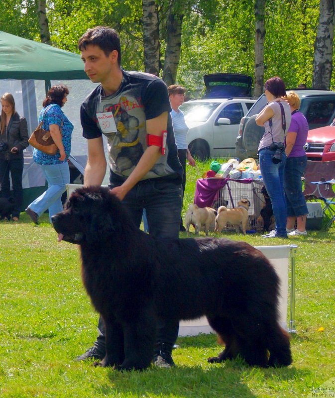 Фото: ньюфаундленд Смигар Северная Верона
