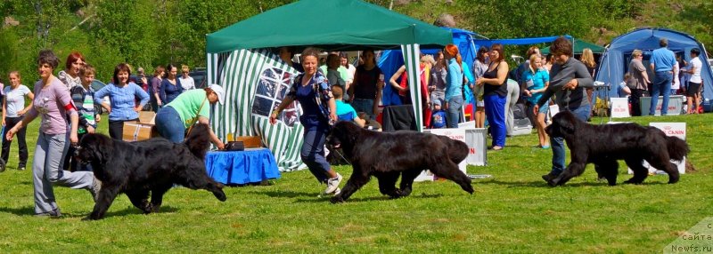 Фото: ньюфаундленд Смигар Гордон-Феллоу (Smigar Gordon Fellow), ньюфаундленд Смигар Галакси Шелл Вин (Smigar Galaxsy Shall Win), ньюфаундленд Смигар Северная Верона