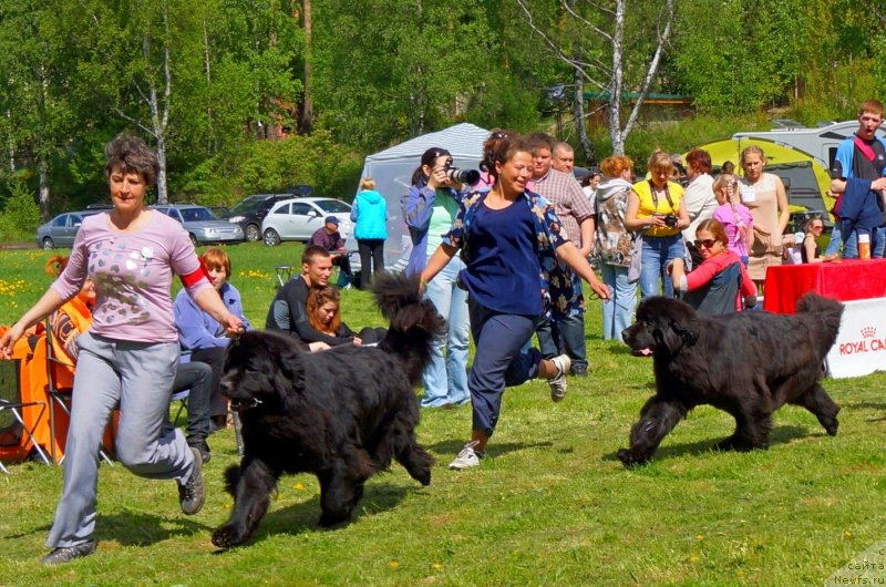 Фото: ньюфаундленд Смигар Гордон-Феллоу (Smigar Gordon Fellow), ньюфаундленд Смигар Галакси Шелл Вин (Smigar Galaxsy Shall Win)