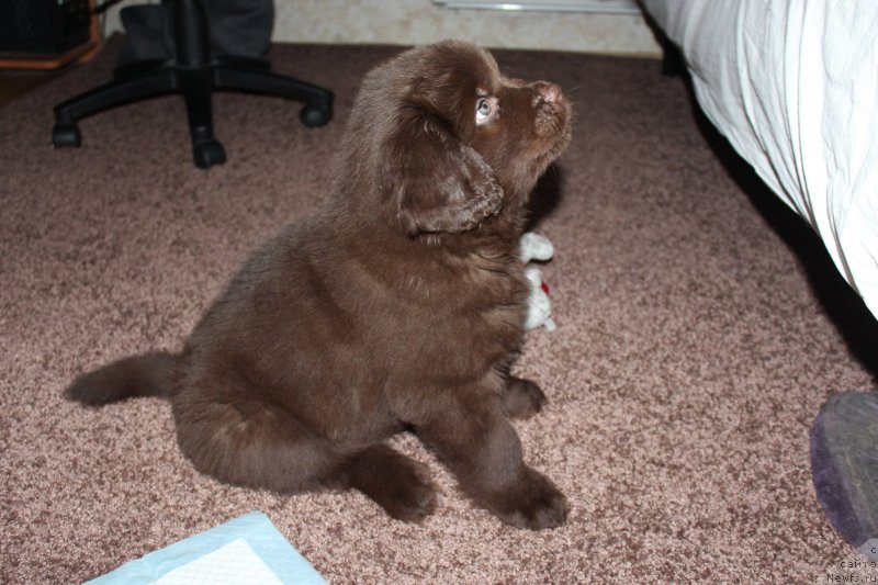 Фото: ньюфаундленд Чара Хани Лес (Chara Hani Les)