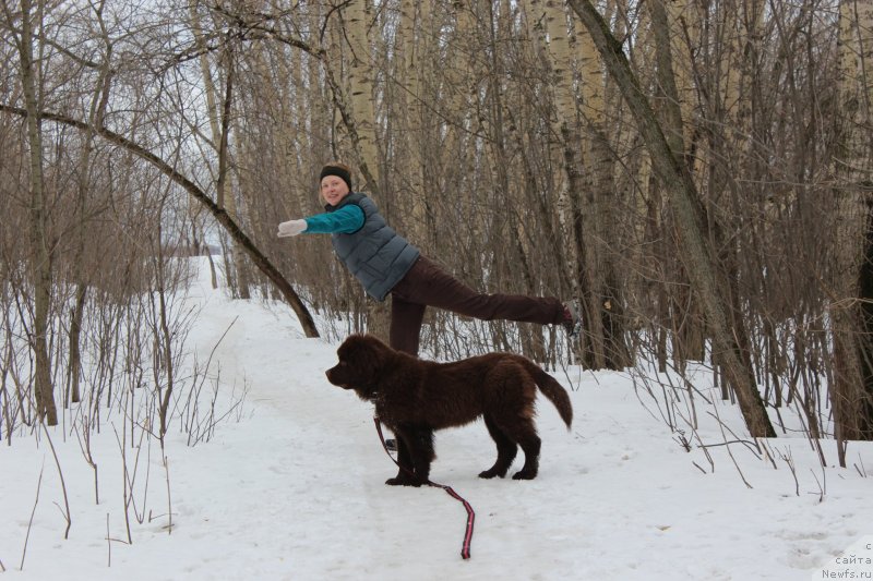 Фото: ньюфаундленд Чара Хани Лес (Chara Hani Les)