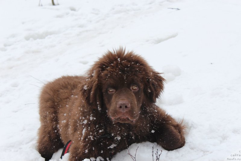 Фото: ньюфаундленд Чара Хани Лес (Chara Hani Les)